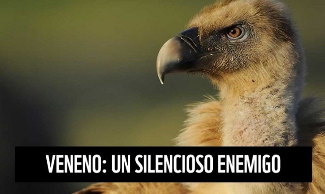 Nuevo caso grave de envenenamiento de rapaces protegidas en Toledo
