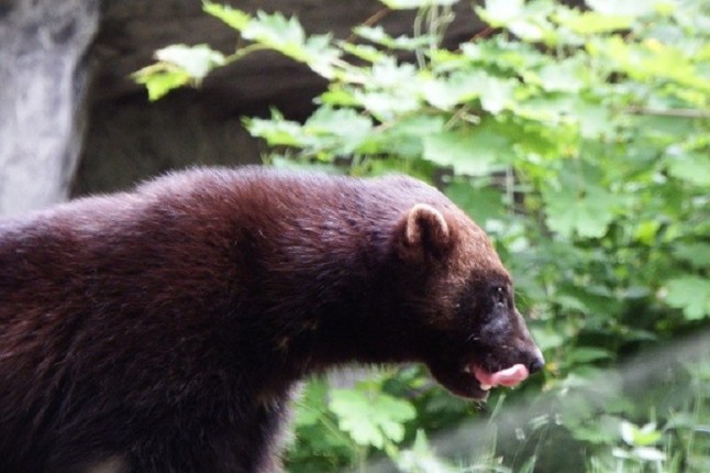 Los restos de mustélidos encontrados en la península aclaran sus relaciones de parentesco