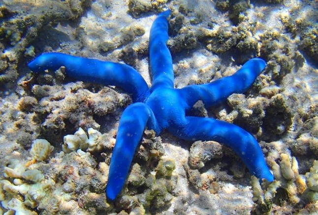 Especies del mar profundo al limite