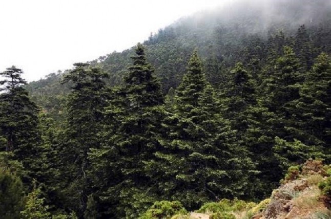 Los pinsapares andaluces reverdecen