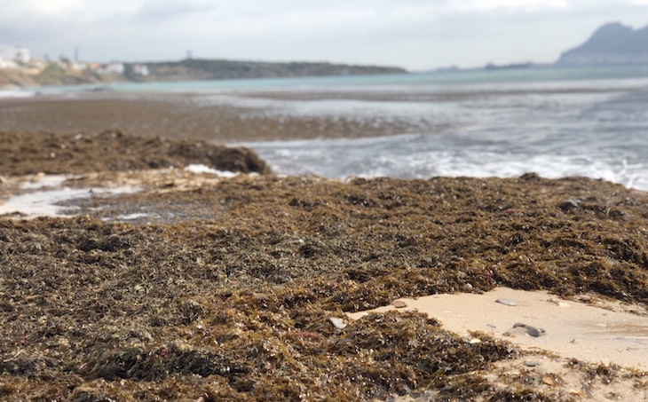 ‘Foro Alga Invasora’