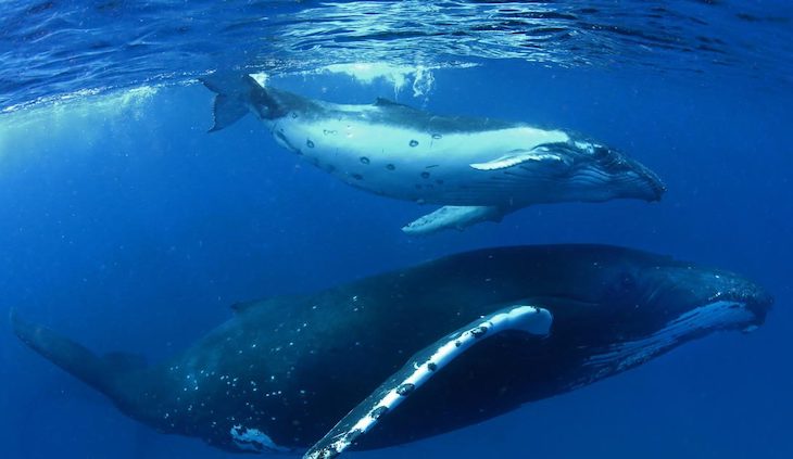 Buenas noticias. Las ballenas jorobadas se recuperan