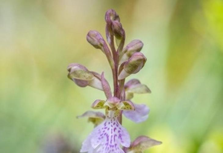 Increíble. Localizan una orquídea en extinción en els Ports (Tarragona) tras su observación en 1953