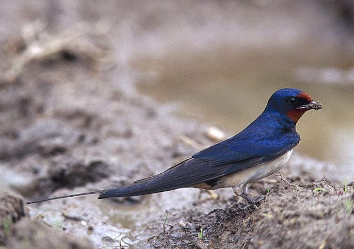 Campaña ‘Las tres mosquiteras’