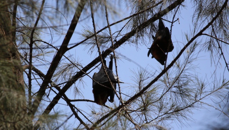 Guía práctica sobre la venta de mamíferos silvestres vivos