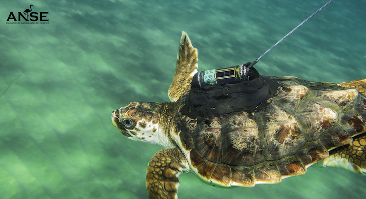 Las tortugas equipadas con emisores por ANSE han recorrido todo el Mediterráneo