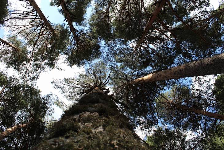 Los pinos silvestres no se ‘amilanan’ ante el cambio climático