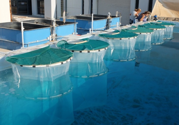 Fitoplancton calcáreo ‘victima’ del calentamiento global y la acidificación oceánica