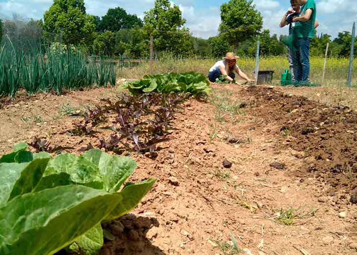 La agricultura como una de las soluciones a la ‘crisis climatica’
