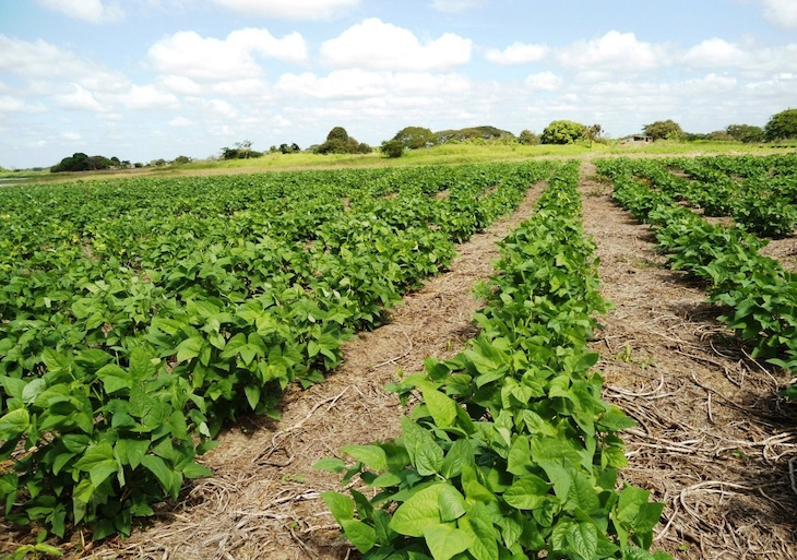 Especialistas mexicanos exponen beneficios de los agroecosistemas