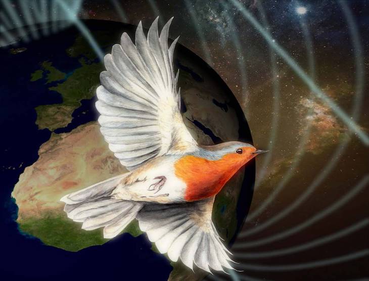 Sorprendente revelación de los petirrojos