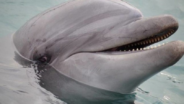 La Ertzaintza abre un atestado tras rescatar en el Puerto de Bermeo varias bolsas con restos de delfines