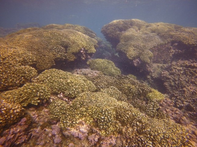 Conservación de los arrecifes de Occidente