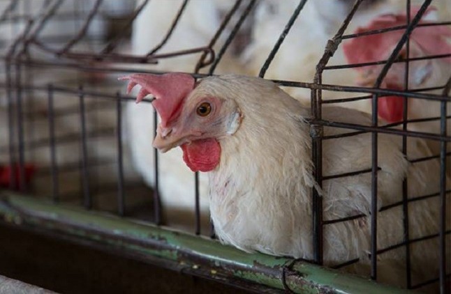 "No más jaulas" llega al Congreso para denunciar el maltrato animal en granjas