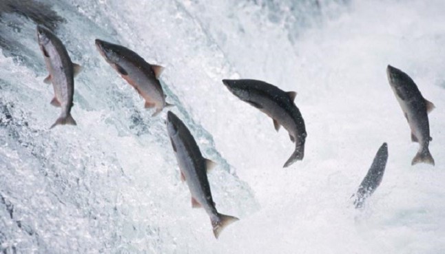 Pedimos que no se maten mas salmones y truchas en los ríos asturianos