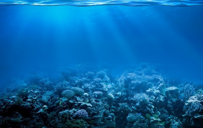 Zoo Aquarium de Madrid y MSC celebran el Día de los Océanos