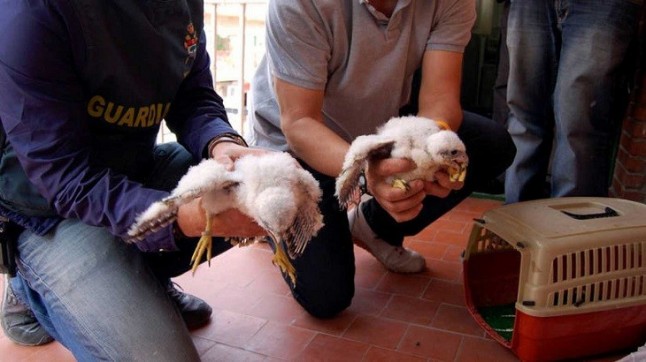 España se pasa por el Arco del Triunfo la lucha contra el tráfico ilegal de especies