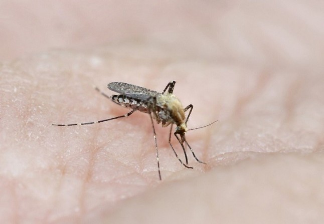 Un estudio del CSIC señala que no hay factores universales por los que unas aves atraigan más las picaduras de mosquitos