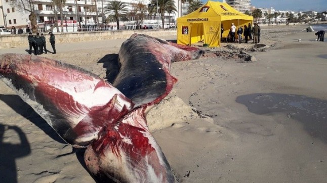 La ballena varada en Cala Millor habrá quedado totalmente retirada al mediodía