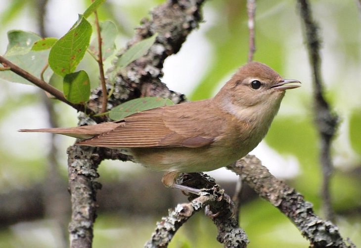 Cómo las aves migratorias recuperan el norte cuando se desvían de ruta