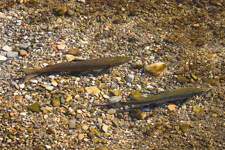 Asturias.  A ver quien asume la responsabilidad de otro año malisimo de pesca en los rios asturianos