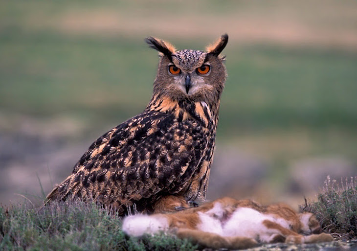 SEO/BirdLife se persona en los tribunales contra un nuevo delito contra la fauna