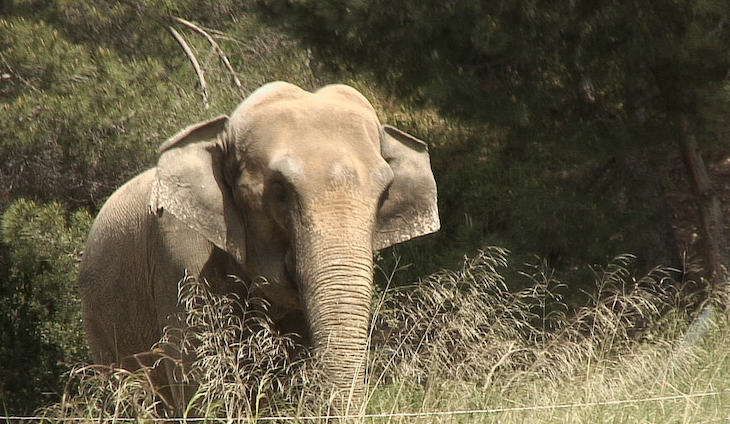 El escandaloso caso de la elefanta Dumba