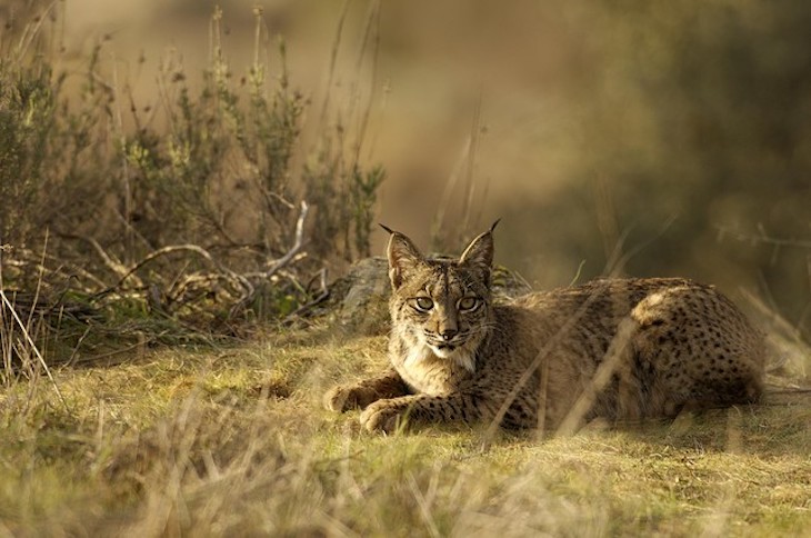 Polémica en la reproducción del lince en el Parque Natural de Andújar (Jaén)