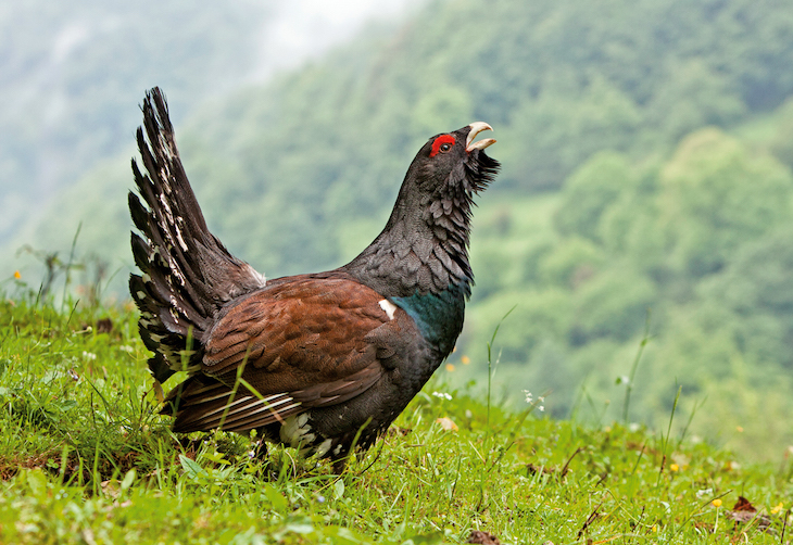 Naturaleza. España. Situación crítica del urogallo cantábrico