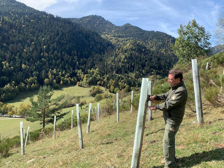 Fundación Oso Pardo creará nuevos bosques de frutales en el Pirineo catalán para preservar la especie