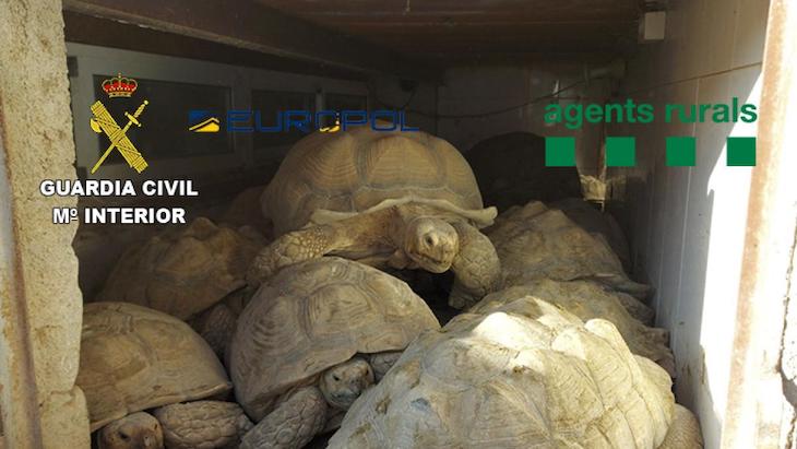 Pillan a traficantes con 300 especies de reptiles de alta protección