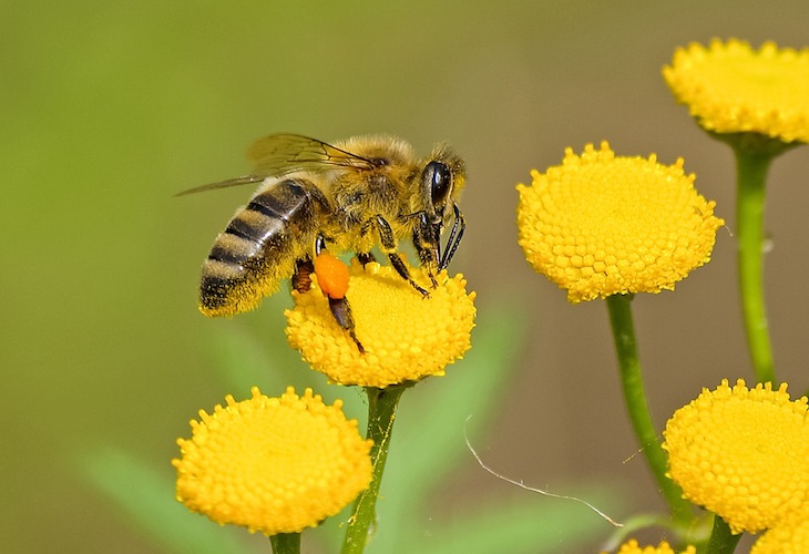 La enorme importancia de las abejas en la agricultura