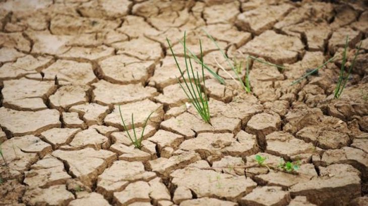 Cambio climático. Cómo afecta el calentamiento global en las zonas verdes urbanas