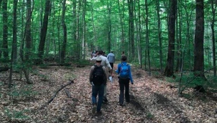 Innovación a cuenta de la gestión del bosque