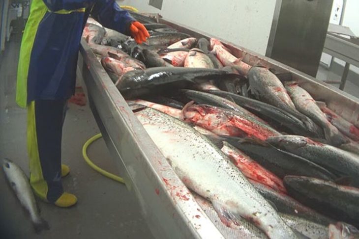 Los salmones escoceses de piscifactoría ‘mueren en masa’