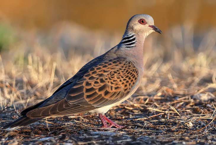 España reconoce que existe un ‘declive relevante de la Tórtola Europea