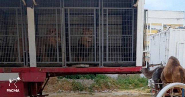 El Circo Roma tiene ‘delito’