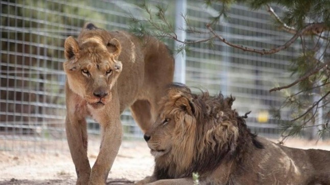 Dos leones de circo terminarán apaciblemente sus días en la isla de wight