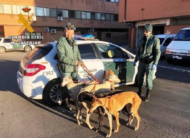 Detenidos cuatro cazadores furtivos en una tierra cultivada de Crespos e intervenido su todoterreno y 5 galgos