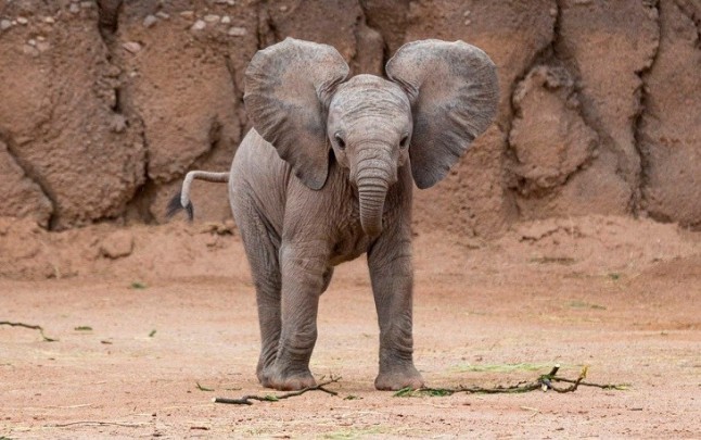 El drama de los elefantes huérfanos por la caza furtiva