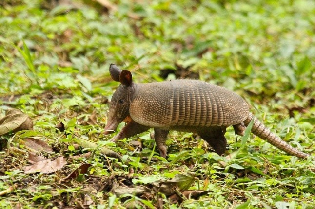 Cambios en la circulación atmosférica impulsaron la diversidad de herbívoros en Sudamérica hace 6 millones de años
