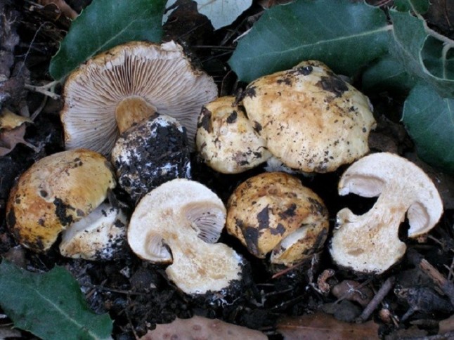 Encuentran dos nuevas especies micológicas en tres espacios naturales protegidos de Baleares