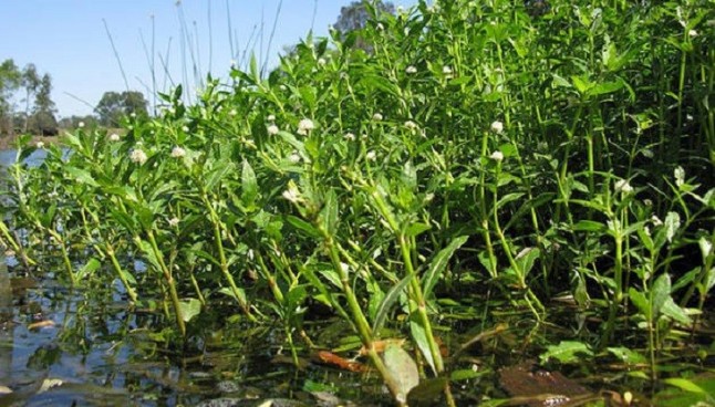 Detectan por primera vez en Catalunya una de las plantas invasoras de mayor amenaza