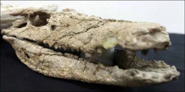 Nuevo cocodrilo de 70 millones de años excepcionalmente conservado
