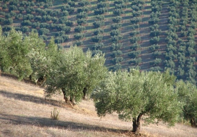 Cádiz se adhiere a la Asociación de paisajes del olivar de Andalucía patrimonio mundial