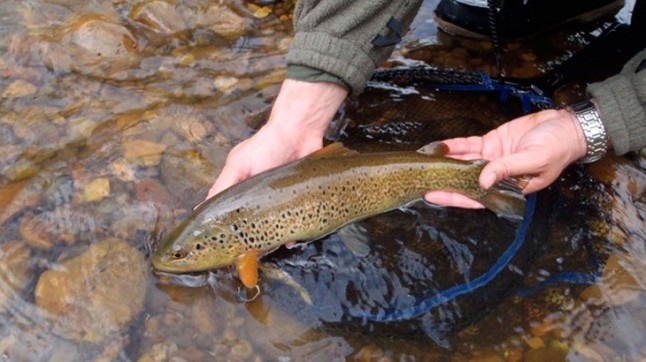 La pesca sin muerte merma la capacidad alimenticia de los peces