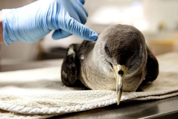 Pillados dos sujetos por cazar ejemplares de pardela cenicienta en Fuerteventura