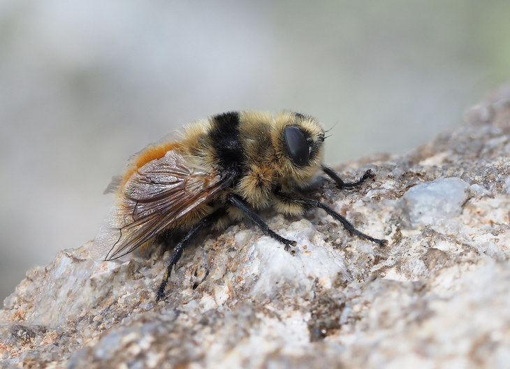 UP alerta sobre la plaga “Cephenemyia stimulator” que está diezmando las poblaciones de corzos y pide medidas para frenar su declive