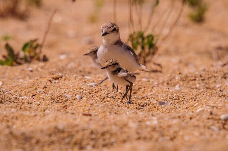 Protegiendo nidos y crías de aves nidificantes en el Estany de Pujol de lAlbufera de València
