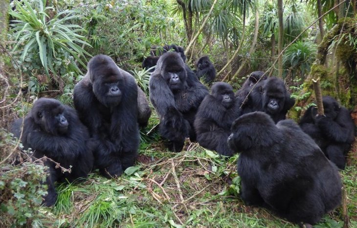 Las relaciones entre gorilas se limitan cuando viven en grupos grandes